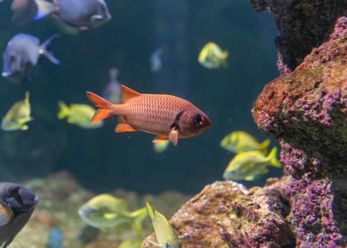 L'Aquarium